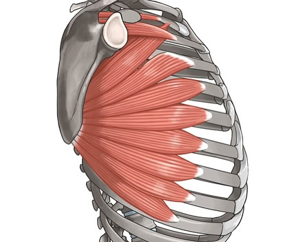 筋肉のお勉強(前鋸筋)
