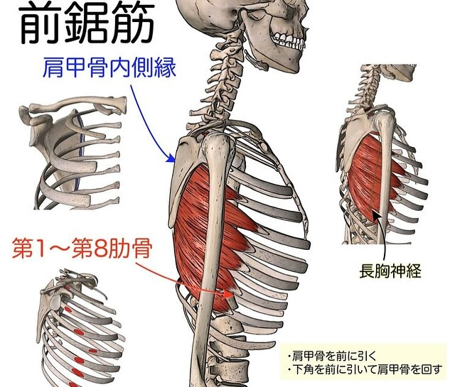 筋肉のお勉強(前鋸筋)