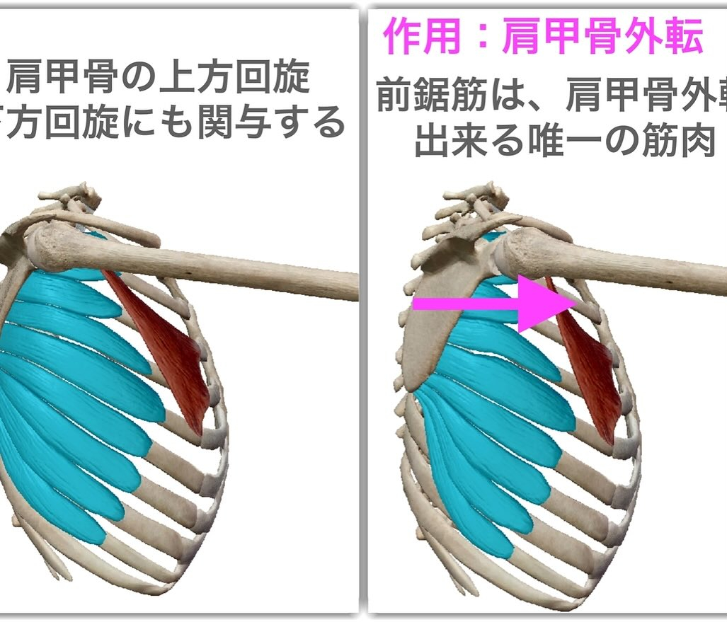 筋肉のお勉強(前鋸筋)