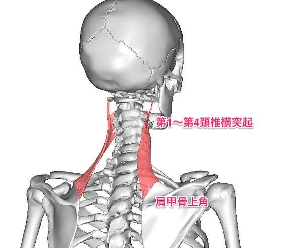 筋肉のお勉強(肩甲挙筋)