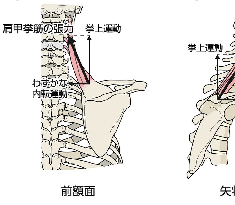 筋肉のお勉強(肩甲挙筋)