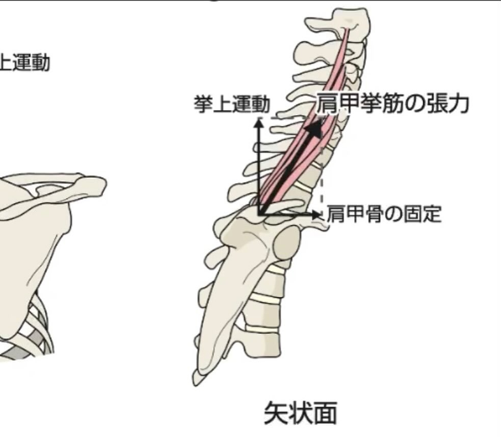 筋肉のお勉強(肩甲挙筋)