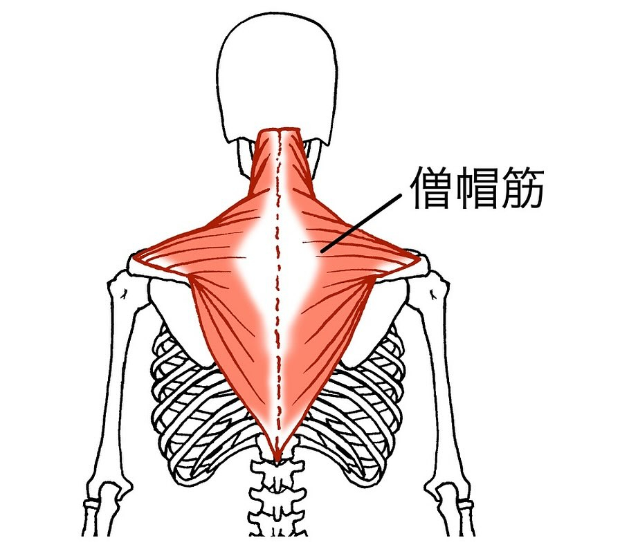 筋肉のお勉強(僧帽筋)