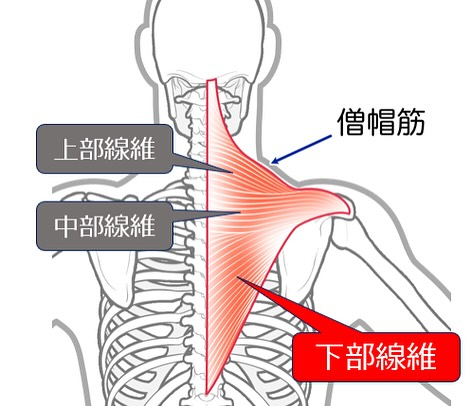 筋肉のお勉強(僧帽筋)