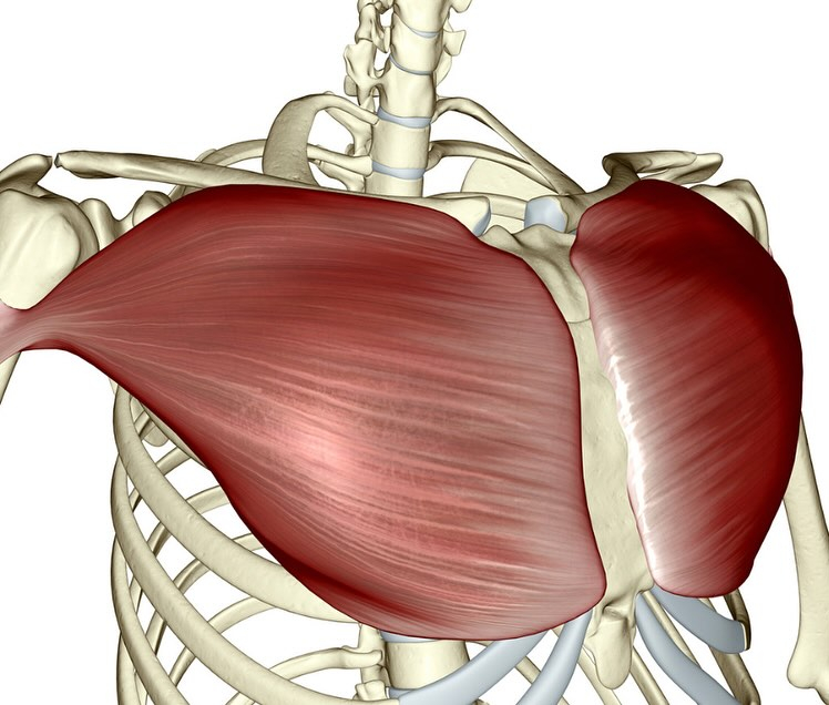 筋肉のお勉強(大胸筋)