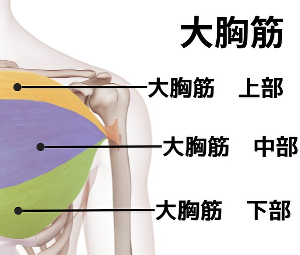 筋肉のお勉強(大胸筋)