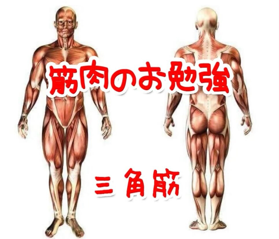 筋肉のお勉強(三角筋)