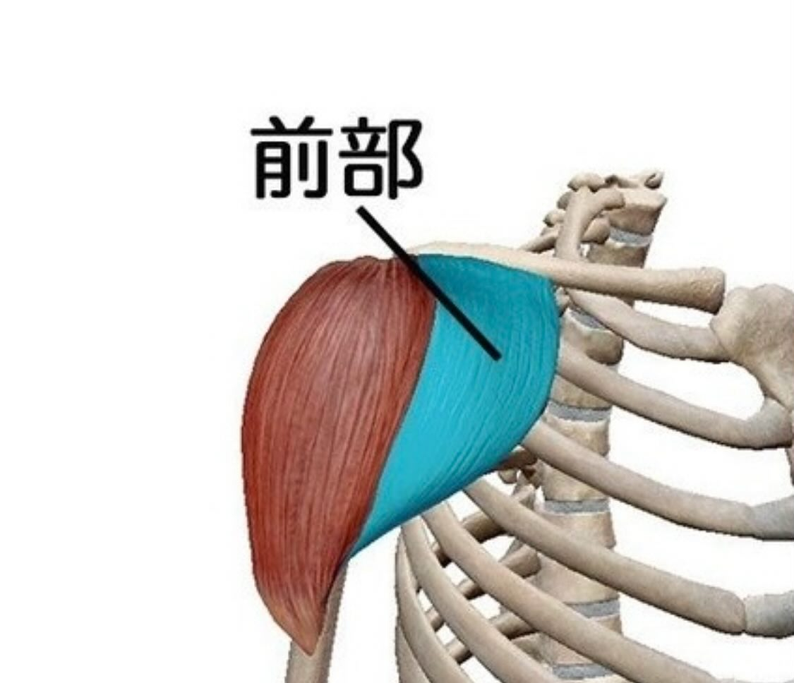 筋肉のお勉強(三角筋)