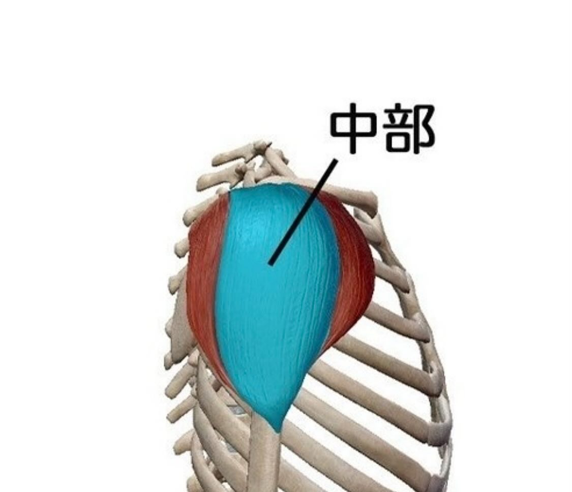 筋肉のお勉強(三角筋)