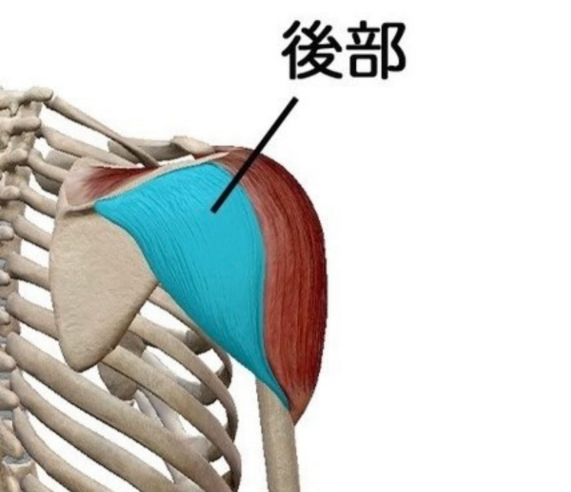 筋肉のお勉強(三角筋)