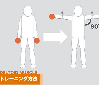 筋肉のお勉強(三角筋)