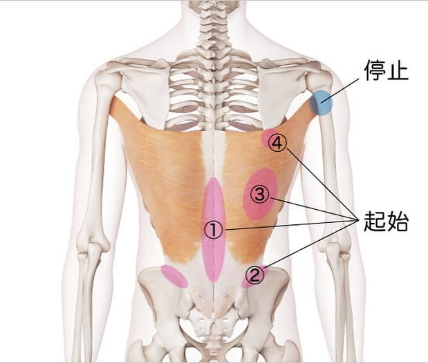 筋肉のお勉強(広背筋)