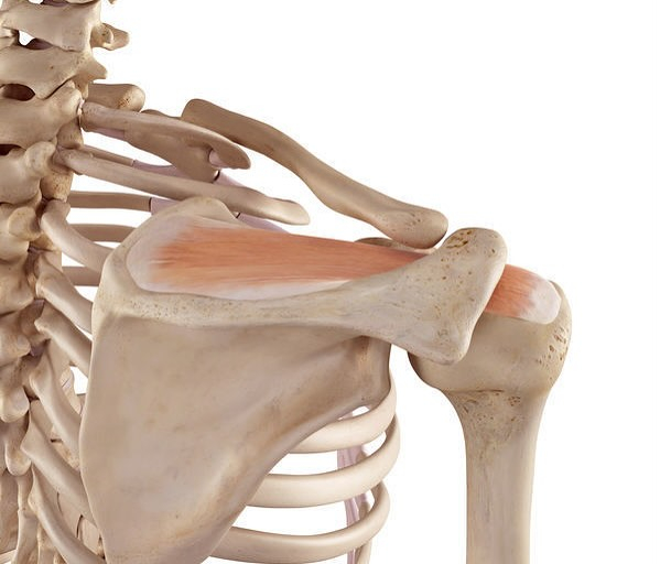 筋肉のお勉強(棘上筋)